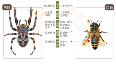 家裡 蜘蛛|蛛事吉祥——家中常見蜘蛛篇